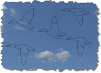 CAD Bird Blocks