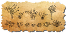 Landscape Plantings in Elevation